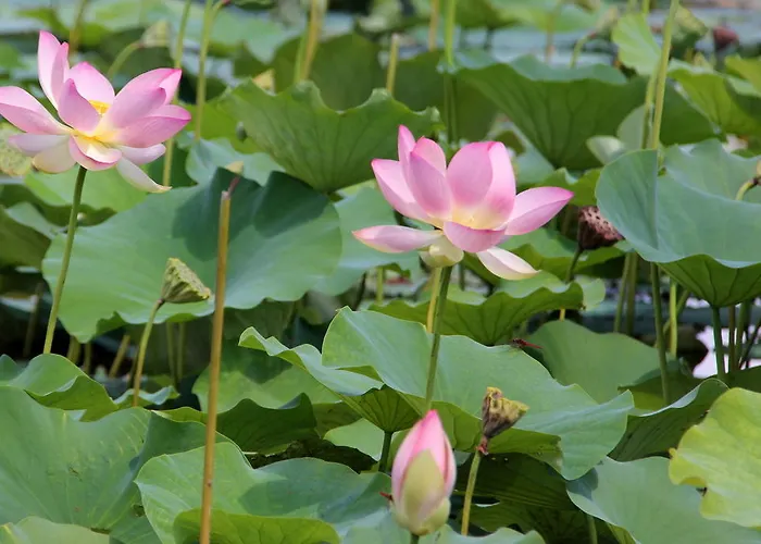 Rezort Anthares World *